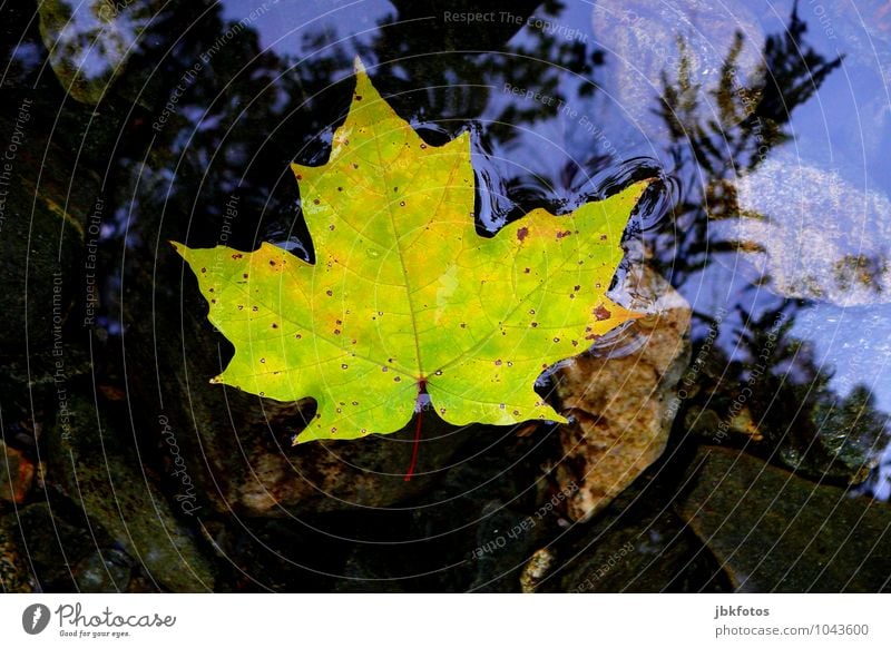 Kanada Natur einzigartig Ahorn Ahornblatt Fluss Wasser Vogelperspektive