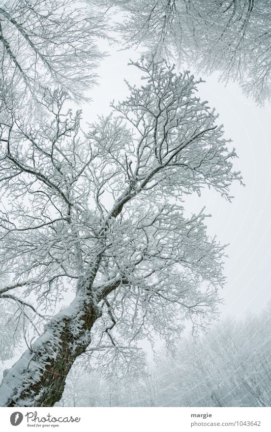 Filigraner Eis - Baum Umwelt Natur Pflanze Tier Wasser Winter Klima Wetter Frost Schnee Schneefall Ast Baumstamm Baumkrone Zweige u. Äste Wald frieren Wachstum