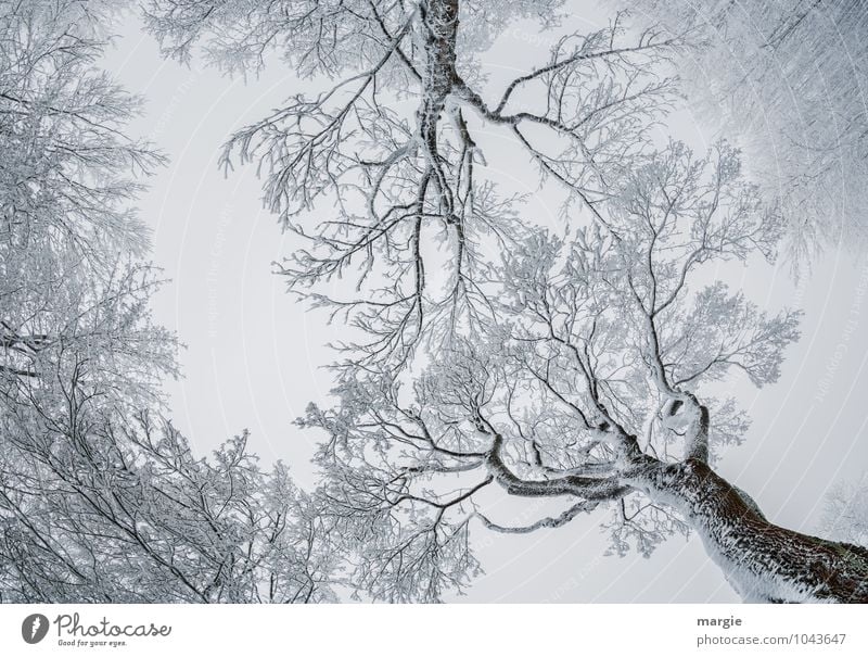 Filigrane Kunstwerke, vereiste Schnee - Bäume Umwelt Natur Himmel Winter Klima Wetter Eis Frost Schneefall Baum Zweige u. Äste Baumstamm Wald frieren Wachstum