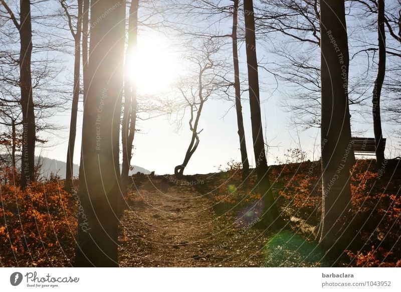Wetter | gute Aussichten Natur Landschaft Urelemente Himmel Sonne Frühling Klima Schönes Wetter Baum Sträucher Wald Hügel Schwäbische Alb Bank leuchten hell