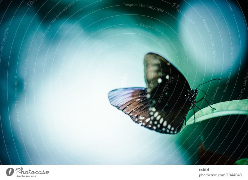 Tropischer Tagfalter Natur Tier Pflanze Blatt Wildtier Schmetterling Flügel Fühler 1 ästhetisch elegant schön nah dünn blau braun grau grün weiß Menschenleer