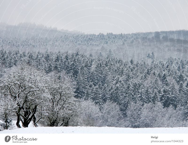 winterlicher Teutoburger Wald... Umwelt Natur Landschaft Pflanze Himmel Winter Eis Frost Schnee Baum Sträucher Nutzpflanze Fichte Nadelbaum frieren stehen
