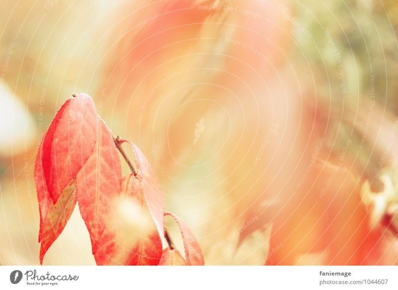 Erinnerung an den Herbst Umwelt Natur Feuer Wind Sträucher Feld Wald schön Glück Optimismus Wärme orange rot Unschärfe herbstlich hellgrün Pastellton Blatt