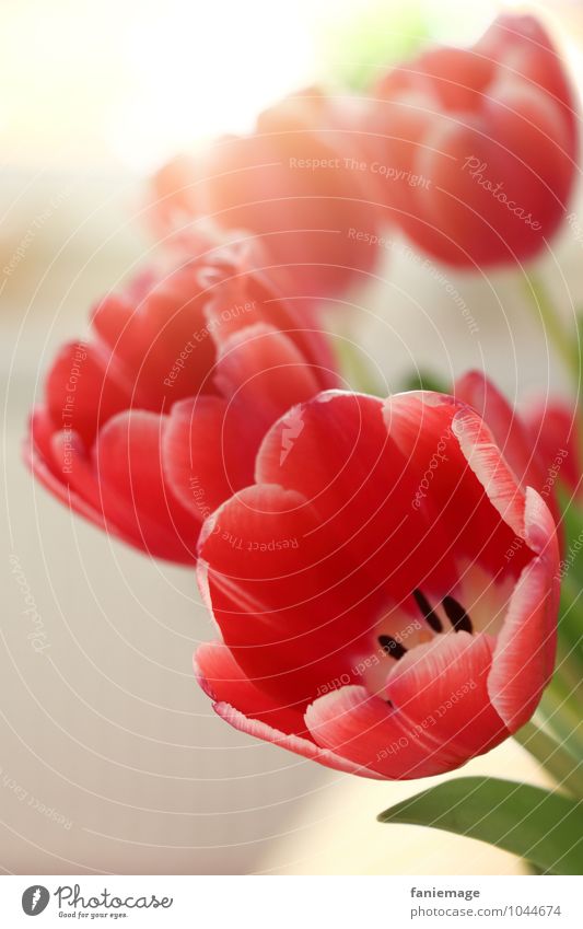 Tulpengruß Natur Pflanze Blume Blüte Duft schön Wärme Fröhlichkeit Frühlingsgefühle Frühlingsblume Vorfreude rot grün weiß Blühend strahlend Blumenstrauß Vase