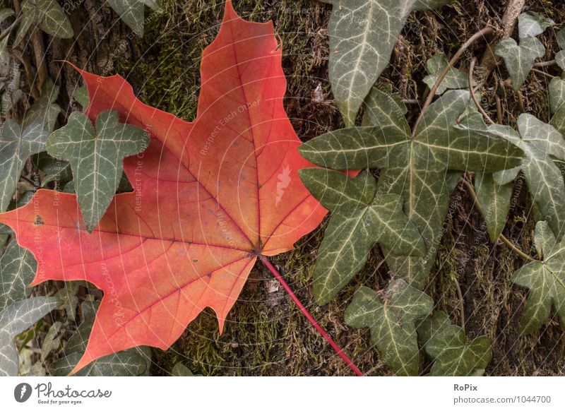 Herbst Umwelt Natur Landschaft Pflanze Baum Moos Efeu Blatt Grünpflanze Ahornblatt wood Baumstamm Jahreszeit Jahreszeiten Herbstfärbung Immergrün Symbiose