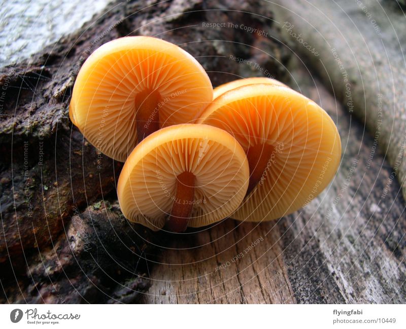 Mushroom Impressions Baum Sporen Eiche Buche Pilz mushroom Lamelle Natur phytopathologie