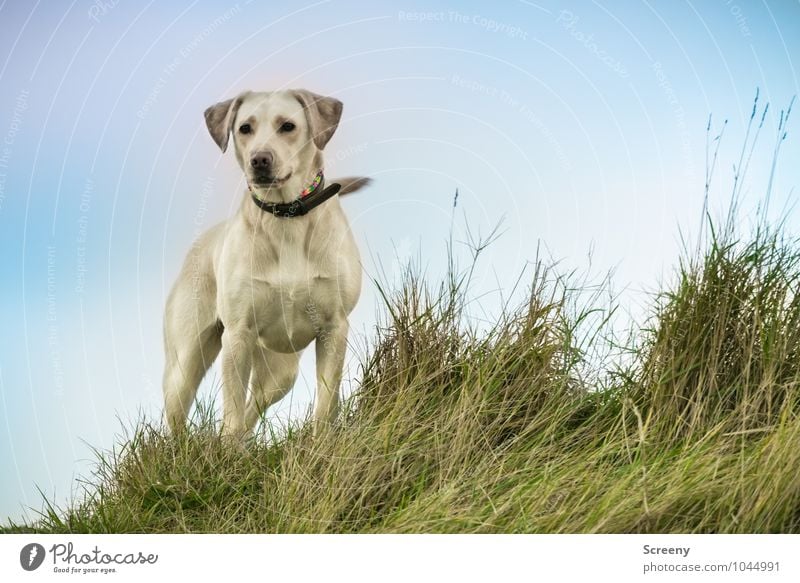 Hero Dog Natur Landschaft Pflanze Tier Himmel Herbst Gras Küste Seeufer Nordsee Deich Haustier Hund Labrador 1 beobachten Blick stehen warten ästhetisch