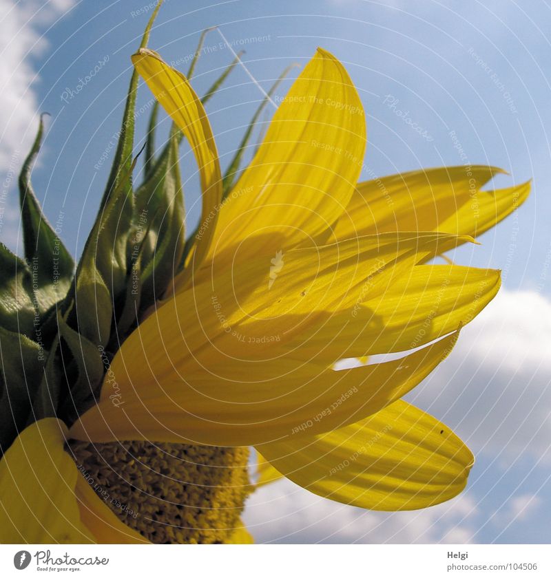 von der Sonne verwöhnt.... Blume Sonnenblume Blüte Neigung Beleuchtung grün gelb braun Wolken weiß Kerne Sonnenblumenöl filigran lang dünn Feld erleuchten