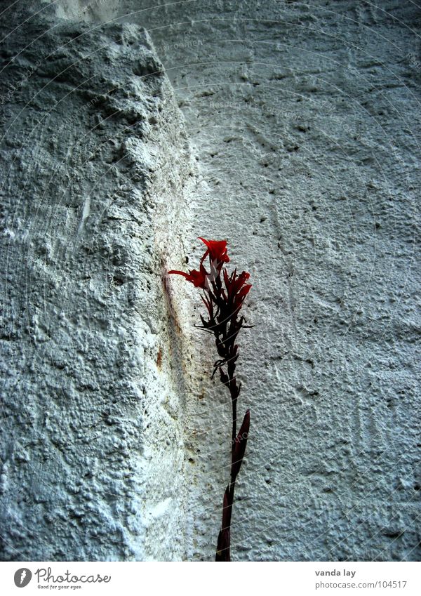 Solitär Blume Blüte rot Wand Mauer weiß Canna Pflanze Einsamkeit Putz einzeln Natur Trauer Verzweiflung Vergänglichkeit Ernährung Stengel Cana flower schön