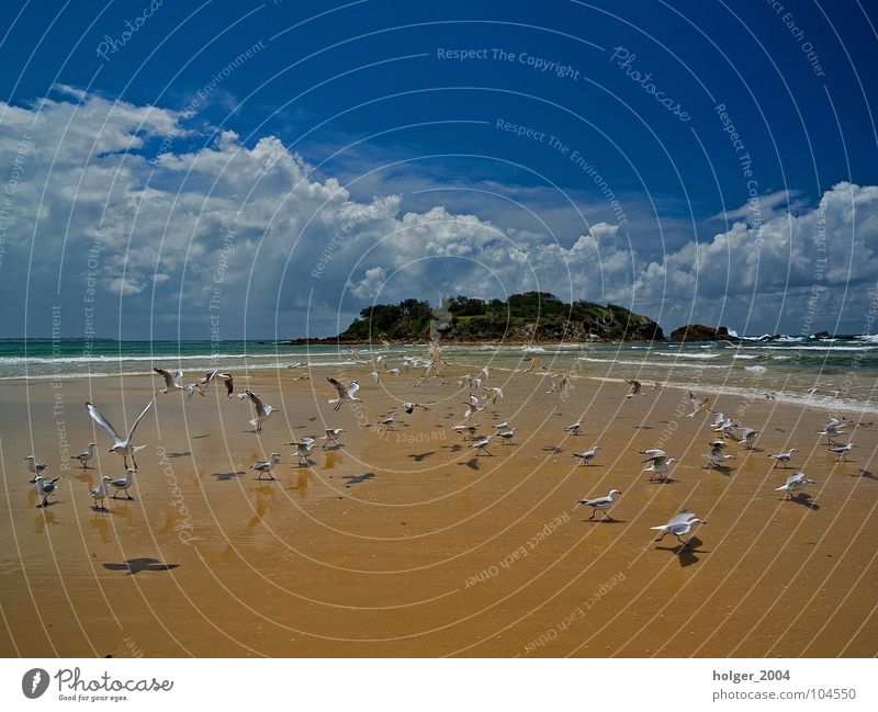 Strandleben Meer Möwe Tier Australien Vogel Küste Insel Natur