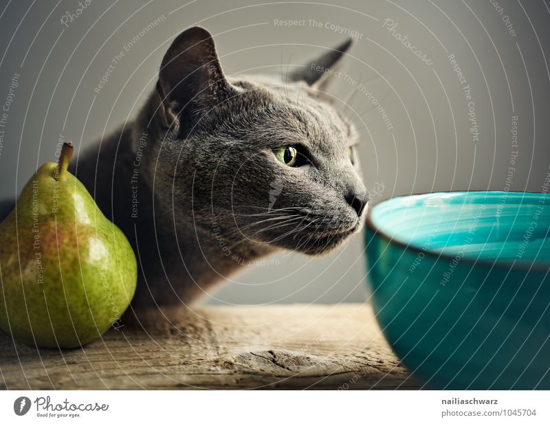 Katze und Birne Lebensmittel Frucht Schalen & Schüsseln Tier Haustier Tiergesicht Russisch Blau 1 beobachten berühren genießen Blick elegant kuschlig lustig