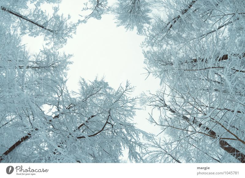Der Blick nach oben in verschneite Baumwipfel Umwelt Natur Wasser Himmel Winter Klima Wetter Eis Frost Schnee Schneefall Baumstamm Ast Zweige u. Äste Wald