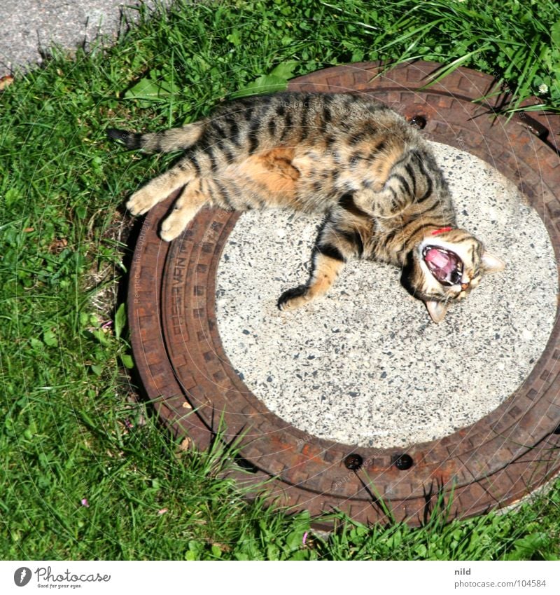 nix tun Katze gähnen Pfote Krallen gefährlich schlafen Sonnenbad Leopard gestreift gepunktet Gully Fünfmeterbrett Unbekümmertheit Gras Erholung Kuscheln süß