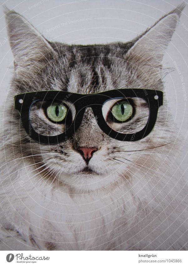 Nerd Tier Haustier Katze 1 beobachten Kommunizieren Blick nerdig klug grau weiß Gefühle selbstbewußt einzigartig Kreativität skurril Brille Brillenträger Freak