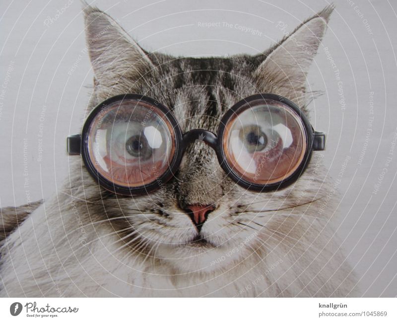 Ich glaube, die Brille steht mir nicht! Tier Haustier Katze 1 beobachten Kommunizieren Blick außergewöhnlich einzigartig grau schwarz weiß Gefühle bizarr