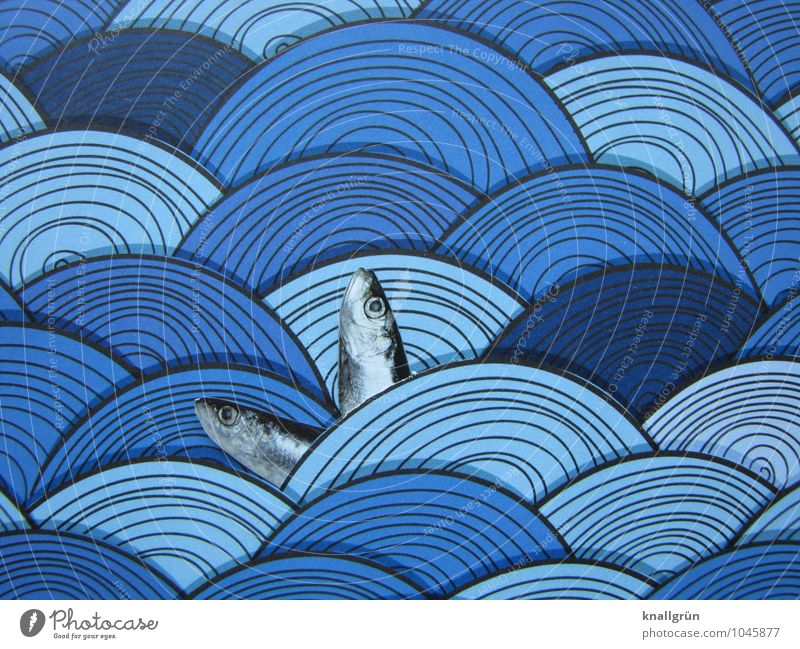 Zwei in ihrem Element Urelemente Wasser Tier Fisch 2 Schwimmen & Baden einzigartig nass blau silber Idee Kreativität Freude Basteln Wellengang Fischauge Hering