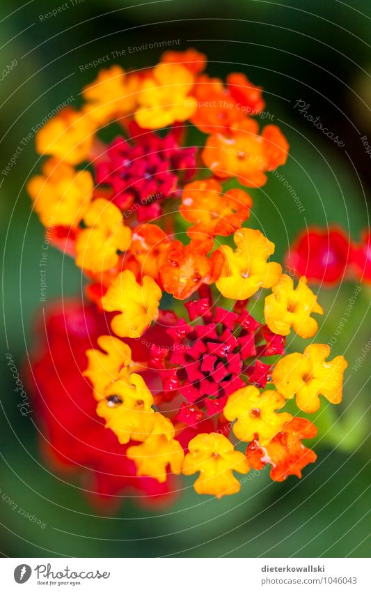 &#8734; Garten Pflanze Blüte Wildpflanze exotisch leuchten schön gelb rot Mallorca Blume Farbfoto Außenaufnahme Tag Schwache Tiefenschärfe