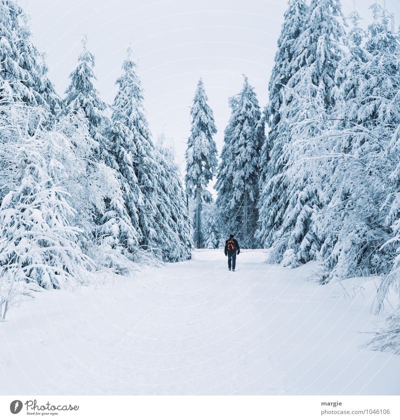 Winterurlaub im Schnee Gesundheit Ferien & Urlaub & Reisen Tourismus Ausflug wandern Wintersport Mensch maskulin Mann Erwachsene 1 Natur Schneefall Baum Fichte