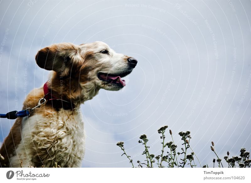 Ohren im Sturm Hund Fell Hundeschnauze Schnauze atmen Terrier Windgeschwindigkeit Leidenschaft Küste Tier Säugetier Wetter Hundeleine Seil Pflanze Himmel Zunge
