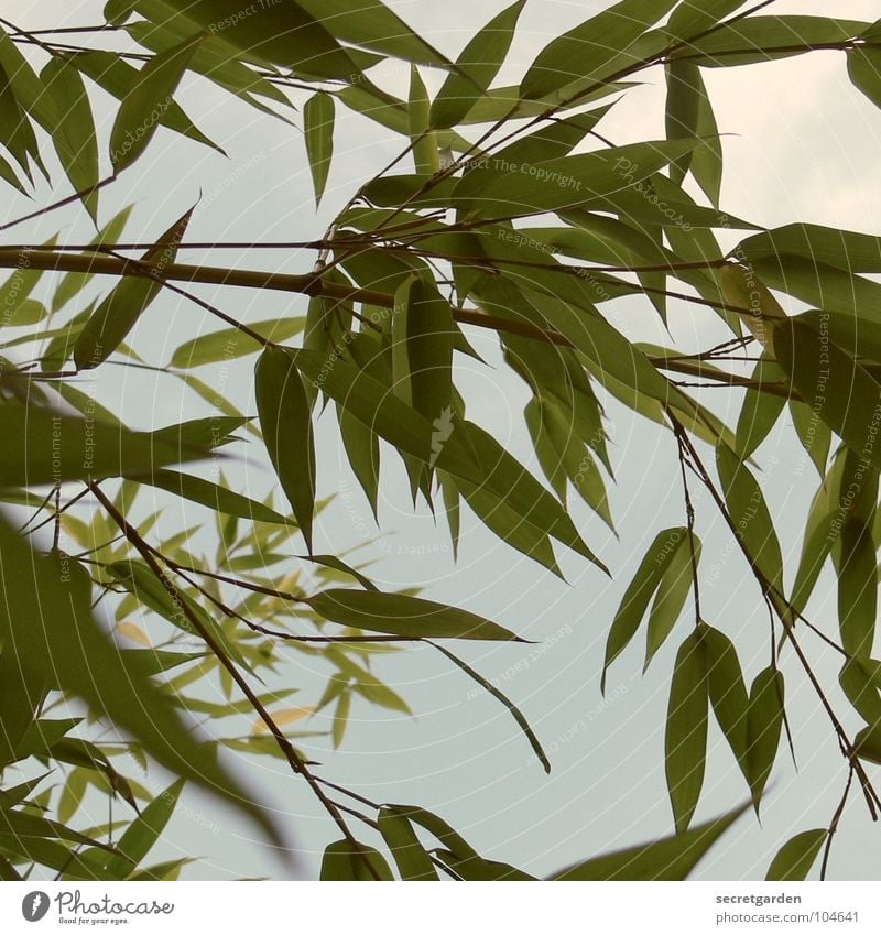 bambus grün Froschperspektive zurückziehen Sommer Gegenlicht Park Garten Bambusrohr Himmel Schatten