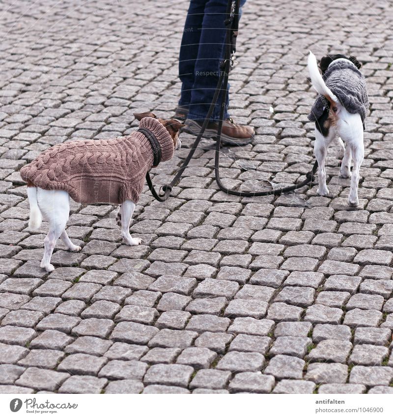 KÖ-ter Lifestyle Freizeit & Hobby Düsseldorf Bekleidung Jeanshose Pullover Rollkragenpullover Strickjacke Stiefel Tier Haustier Hund Hundehalsband Hundeleine