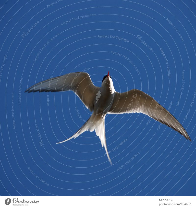 anmutig I Küstenseeschwalbe Vogel Luft Tier Feder Luftverkehr Himmel Anmut blau Flügel