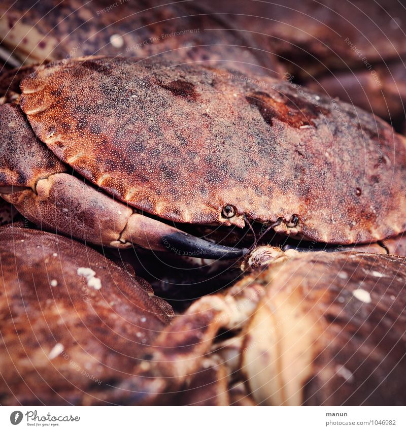 guckst du Lebensmittel Krebstier Ernährung Bioprodukte Meeresfrüchte Meerestier Krabbe Schere Tier Wildtier Taschenkrebs frisch Gesundheit lecker nachhaltig