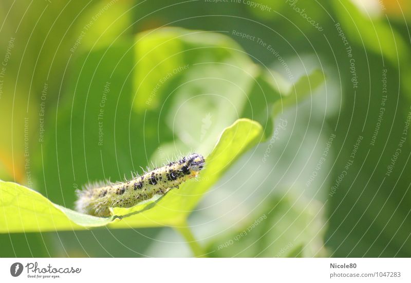 Die kleine Raupe Nimmersatt Tier grün Garten Insekt Blatt Pflanzenschädlinge Farbfoto Außenaufnahme Menschenleer Textfreiraum rechts Textfreiraum oben Tag