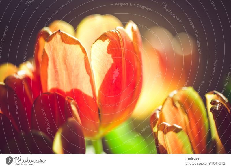 backlight Lifestyle Stil Valentinstag Muttertag Frühling Schönes Wetter Blume Tulpe Blatt Blüte Frühblüher Tulpenstrauss Stengel Unschärfe Beleuchtung