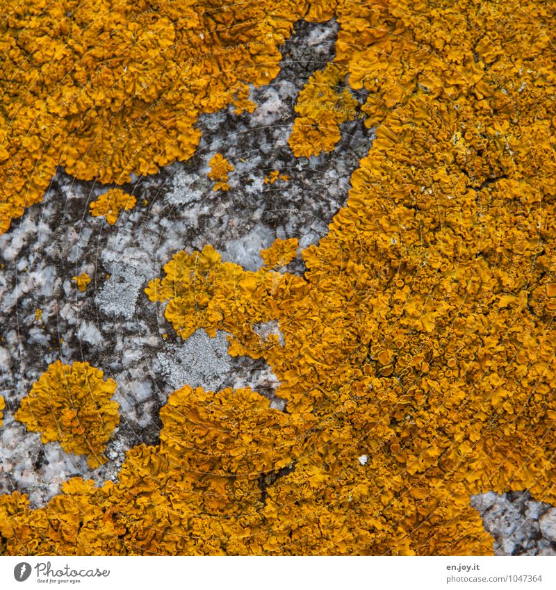 Landkartenflechte Allergie Natur Pflanze Flechten Wachstum gelb Umwelt Stein Felsen Mauer Mauerpflanze Mykobionten Pilz Farbfoto Außenaufnahme Nahaufnahme
