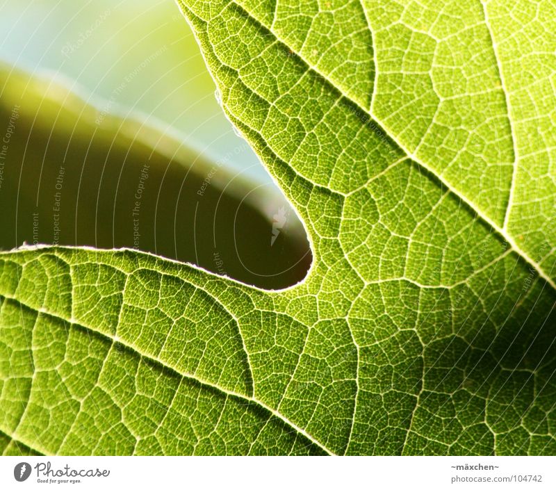 | veins | Gefäße Blatt grün umrandet Finger Versorgung Photosynthese schwarz Sommer Kontrast contrast Strukturen & Formen black