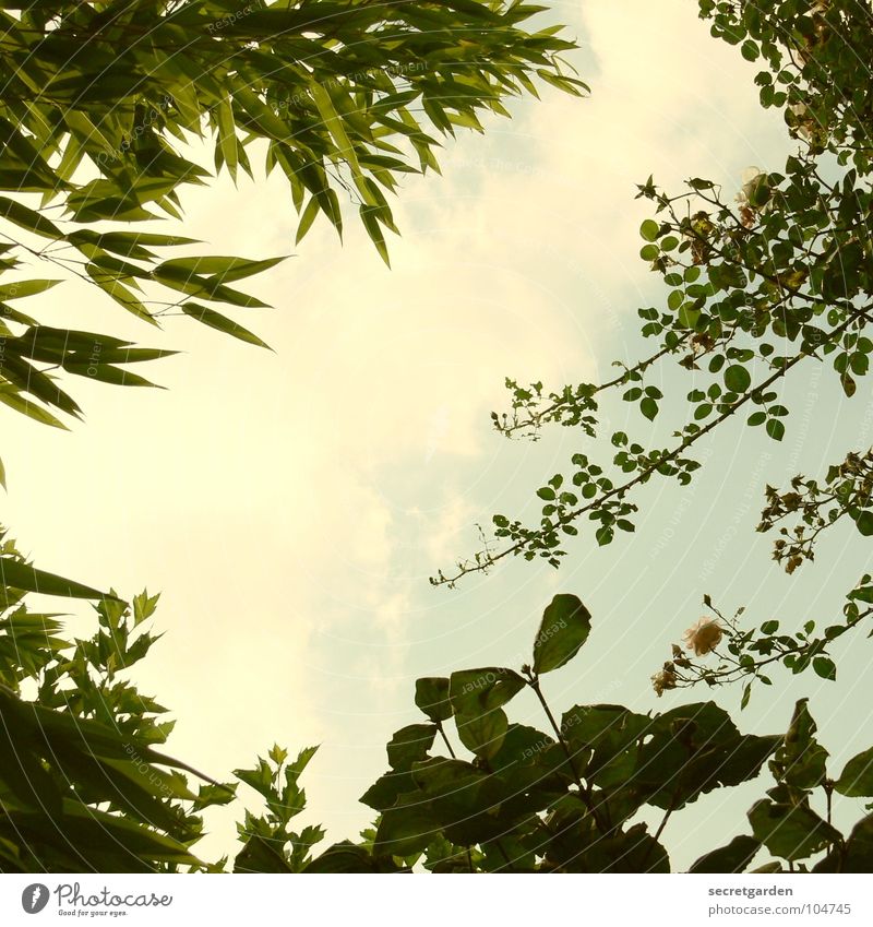blick durch Blatt grün Froschperspektive zurückziehen Sommer Gegenlicht Park Wolken Garten Bambusrohr rosenstrauch haselnussbaum Himmel Sonne Schatten Natur