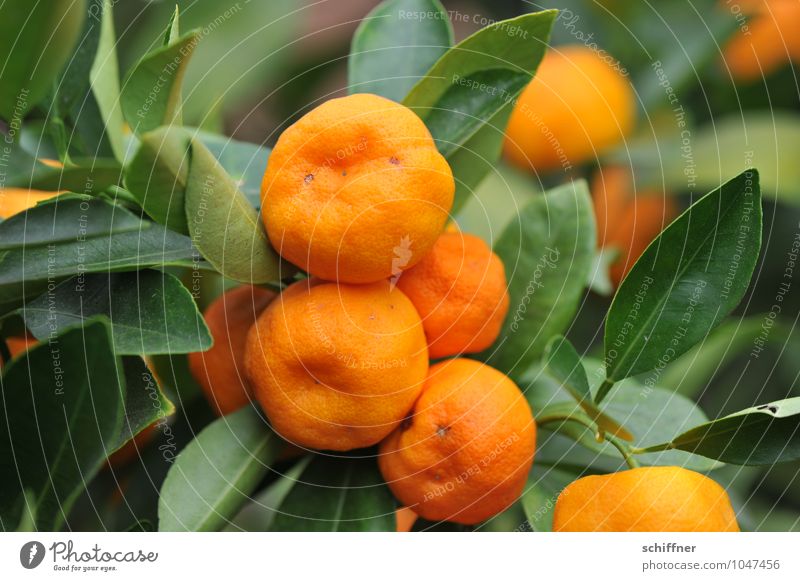Vitaminwellen Orange Ernährung Bioprodukte Slowfood Pflanze Sträucher Grünpflanze Nutzpflanze Topfpflanze exotisch grün Mandarine Südfrüchte Zierpflanze Beule