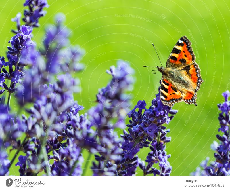 Ein Schmetterling auf Lavendel- Blüten Umwelt Natur Pflanze Frühling Sommer Blume Gras Wiese Garten Tier 1 Blühend fliegen leuchten sitzen ästhetisch Erotik