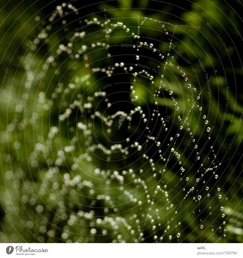 Regen bei Spiderman zu Hause Spinnennetz Wassertropfen grün rund regelmässig Konstruktion Beute Makroaufnahme Nahaufnahme Netz Webspinnen Gliederspinnen