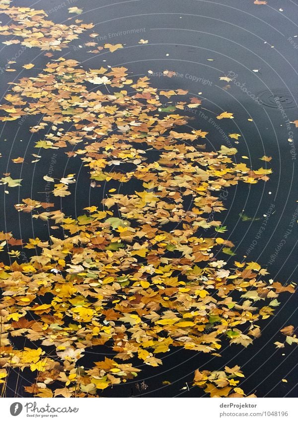 Blätterfluss Ferien & Urlaub & Reisen Tourismus Umwelt Natur Landschaft Pflanze Tier Urelemente Wasser Herbst Schönes Wetter Blatt ästhetisch außergewöhnlich
