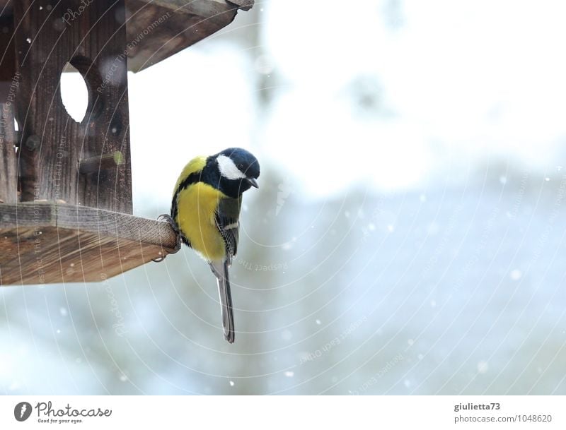 Kohlmeise im Winter Tier Wildtier Vogel Meisen Singvögel 1 beobachten Fressen frieren füttern Blick sitzen ästhetisch schön kalt niedlich gelb schwarz weiß