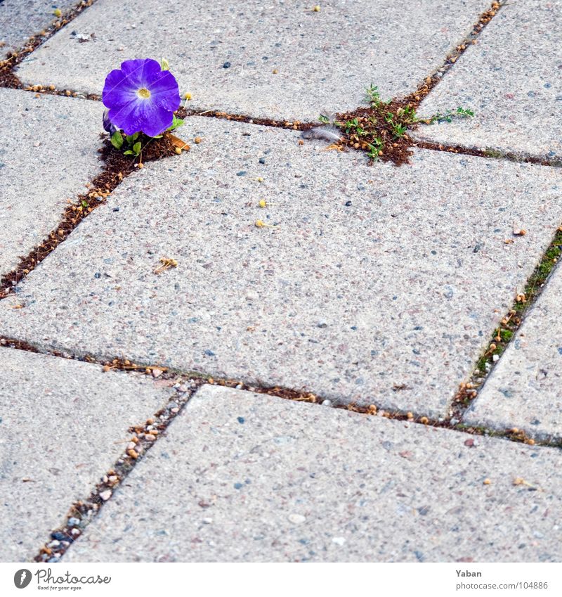 Der freie Wille Blume Pflanze Botanik Frühling Blühend Dämmerung Stein Beton Boden einrichten Kraft schön Einsamkeit Schweden Mauerblümchen