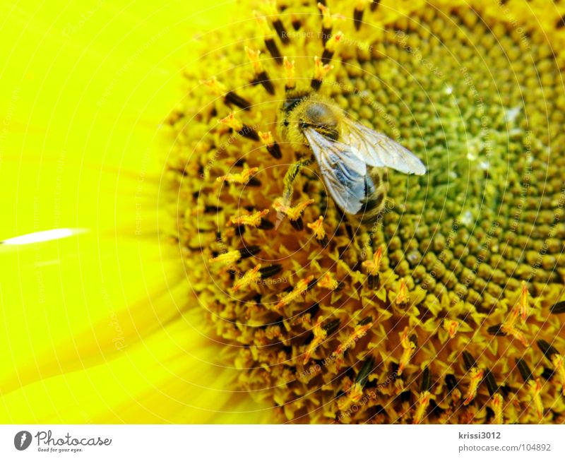 sonnenblumenbienchen Biene Sonnenblume gelb schwarz braun grün Blüte Sonnenblumenkern Blütenblatt Fühler Insekt Pollen Staubfäden Sammlung fleißig Honig