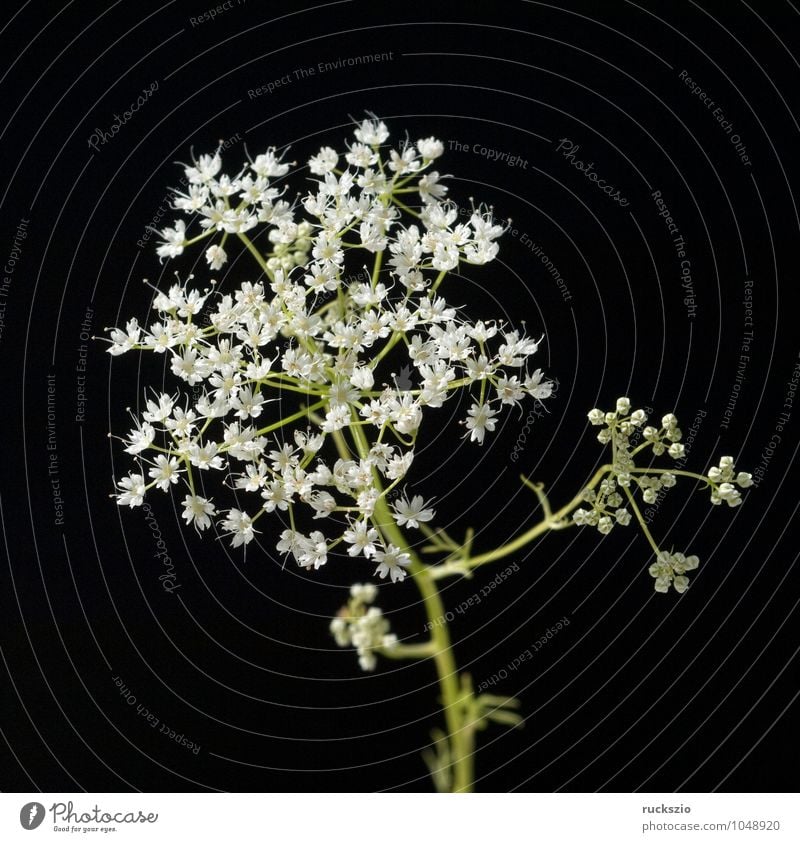 Anis, Pimpinella, anisum Kräuter & Gewürze Tee Gesundheit Pflanze Wildpflanze frei schwarz weiß Anisbluete Weisse Blueten Wiesenblume heimische Wildpflanzen