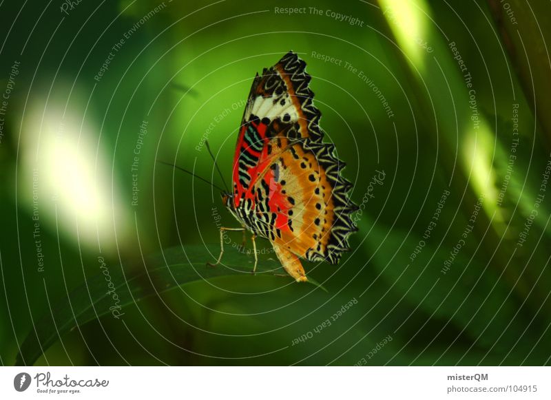 short rest of a butterfly Schmetterling Erholung mehrfarbig grün Natur Urwald Thailand Tier Insekt Pause ruhig rot gelb dunkel schön Licht Makroaufnahme