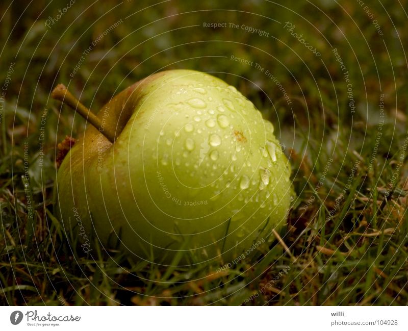 der Apfel fällt nicht weit vom Stamm I grün Wiese nass Gras Erntedankfest frisch saftig Frucht Makroaufnahme Nahaufnahme Wassertropfen Regen Natur rain drop