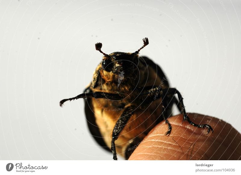 der flugunfähige Insekt Fühler Finger Käfer Flügel fliegen Natur kleintier