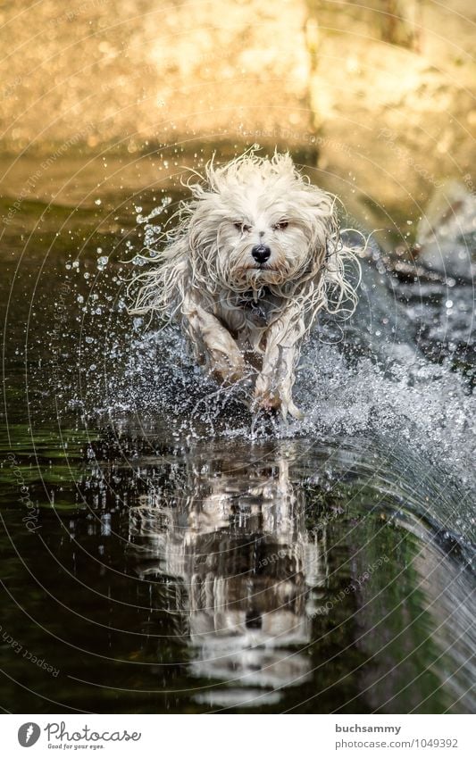 Havaneser im Wasser Freude Tier Wassertropfen Haustier Hund 1 Geschwindigkeit gelb grün schwarz weiß Bichon Jung Sonnenschein Aufregung Wuschel Aktion Dynamik