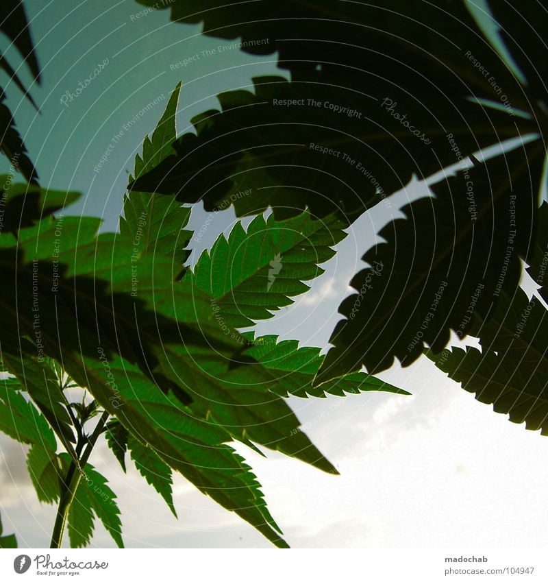 BASILIKUM Industriehanf Cannabis Cannabisblatt Silhouette Heilpflanzen Vor hellem Hintergrund Rauschmittel