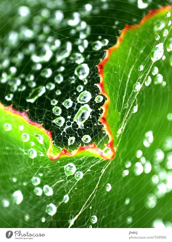 Baldachin Regen nass feucht Blatt grün Spinne Spinnennetz fein zart weich dünn Seide Beute Unschärfe Pflanze Tier Insekt Biotop Biologie Licht Makroaufnahme