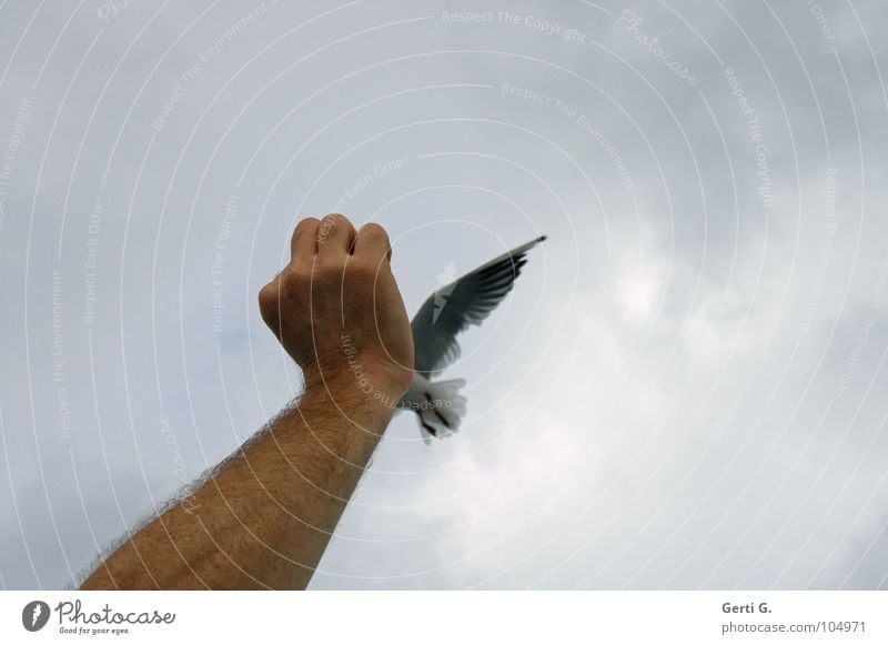 komischer Vogel Angriff attackieren Feindschaft Möwe Federvieh himmlisch hell-blau grau trüb Wolken schlechtes Wetter Hand Faust Futter festhalten füttern