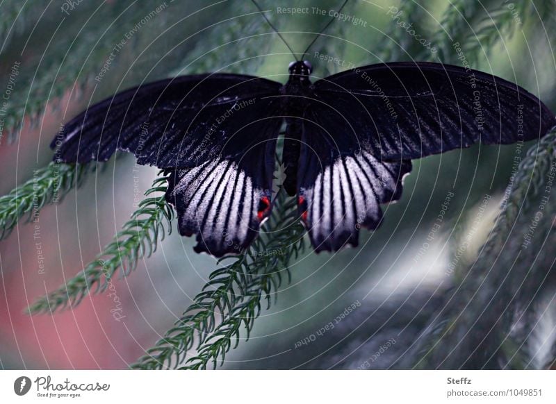 Gewöhnlicher Mormonenfalter Schmetterling Ritterfalter Edelfalter Papilio Polytes Tarnmuster Flügel Symmetrie Mimikry imitieren Tarnung Natursymmetrie