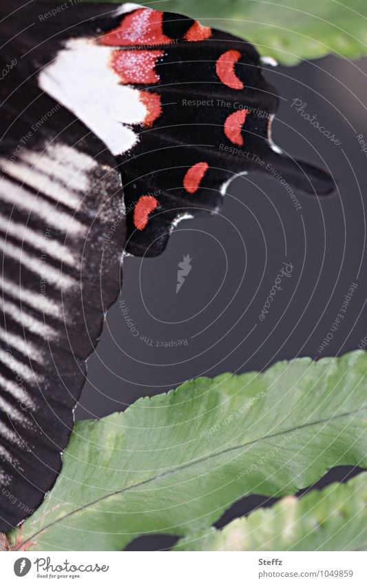 Flügel vom Weibchen des Kleinen Mormons Ritterfalter Kleiner Mormon Papilio Polytes Mimikry Schmetterlingsweibchen Teilansicht Edelfalter Tagfalter