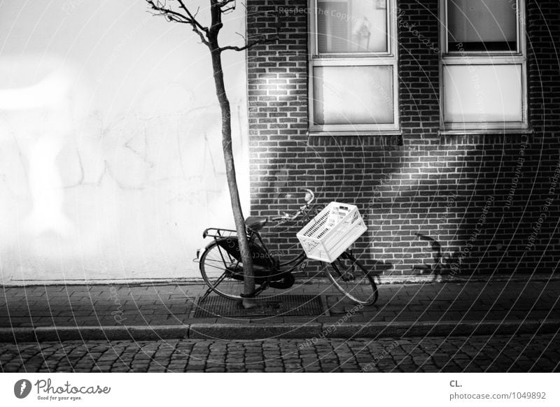 antwerpen Baum Antwerpen Belgien Haus Mauer Wand Fenster Verkehr Verkehrsmittel Verkehrswege Straßenverkehr Fahrradfahren Wege & Pfade Kopfsteinpflaster